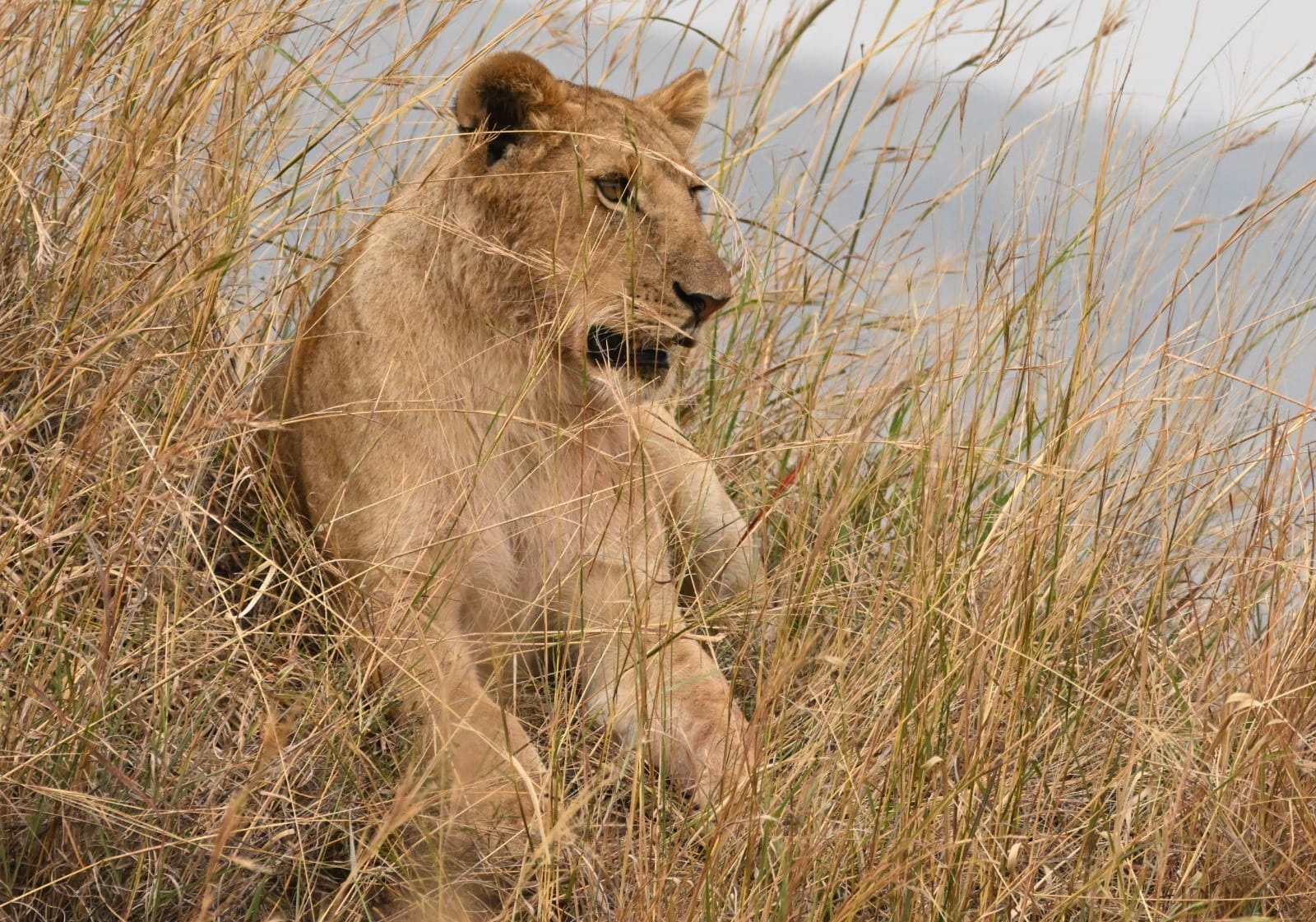 3-Дневное Сафари В Кемпинге В Танзании